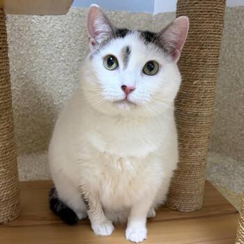 Maggie -  Domestic Short Hair Cat for Adoption in Riverwoods, Illinois - Maggie | PetCurious