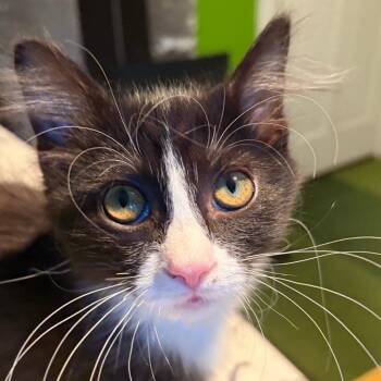 Bo -  Domestic Long Hair Cat for Adoption in Hopkinton, Massachusetts - Bo | PetCurious