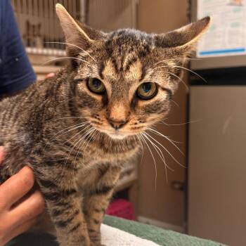 Jagger -  Domestic Short Hair Cat for Adoption in Dallas, Texas - Jagger | PetCurious