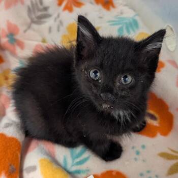 Pantera -  Domestic Short Hair Cat for Adoption in Evansville, Indiana - Pantera | PetCurious