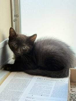 A185954 -  Domestic Short Hair Cat for Adoption in Pasadena, Texas - A185954 | PetCurious