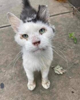 Domestic Short Hair Cats Available for Adoption - King | PetCurious