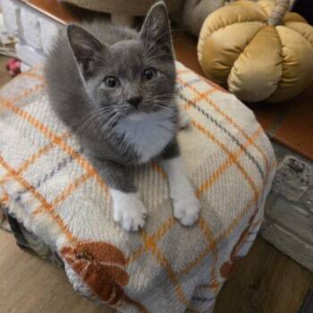 Kenny Rogers -  Domestic Short Hair Cat for Adoption in Tampa, Florida - Kenny Rogers | PetCurious