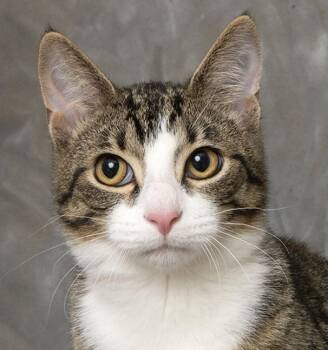 Rescue Tuxedo and Tabby Cats for Adoption in Chicago, Illinois - Kev | PetCurious