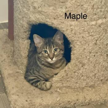Maple -  Domestic Short Hair Cat for Adoption in Houston, Texas - Maple | PetCurious
