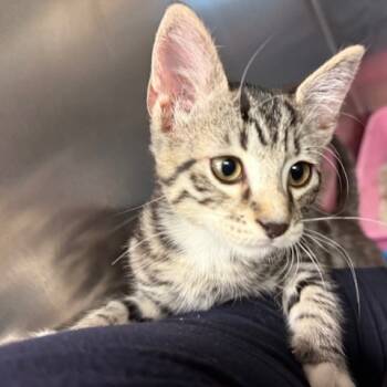 Rescue Domestic Short Hair Cats for Adoption in Los Angeles, California - Joey Fatone | PetCurious