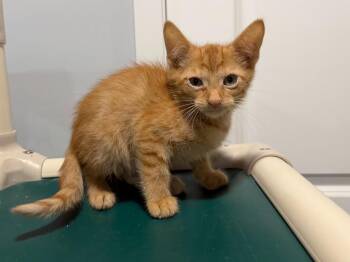 Bobby Brady -  Tabby Cat for Adoption in Powell, Ohio - Bobby Brady | PetCurious