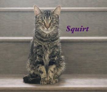 Domestic Medium Hair Cats Available for Adoption in The Woodlands, Texas - Squirt | PetCurious