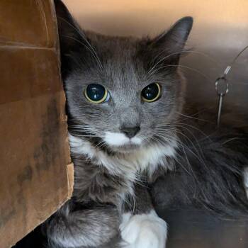 Domestic Medium Hair Cats Available for Adoption in Providence, Rhode Island - Brooklyn | PetCurious