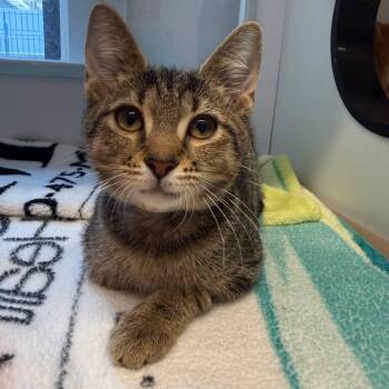 London -  Domestic Short Hair Cat for Adoption in New York, New York - London | PetCurious