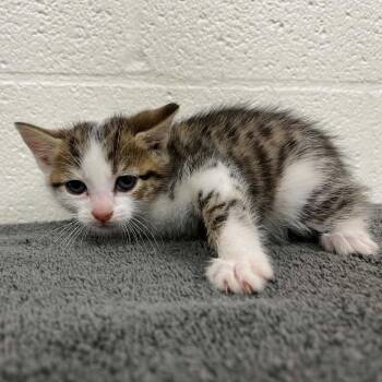 Busy Bee -  Domestic Short Hair Cat for Adoption in Charlottesville, Virginia - Busy Bee | PetCurious
