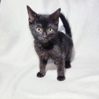 Space -  Domestic Short Hair Cat for Adoption in San Diego, California - Space | PetCurious
