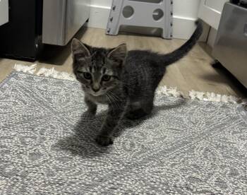 Cricket Wiggles -  Domestic Short Hair Cat for Adoption in Chandler, Arizona - Cricket Wiggles | PetCurious