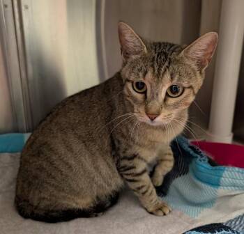 Mandy A220016 -  Domestic Short Hair Cat for Adoption in Plano, Texas - Mandy A220016 | PetCurious