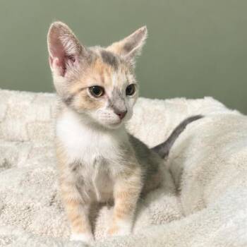 Jasmine -  Dilute Calico and Domestic Short Hair Cat for Adoption in Fort Worth, Texas - Jasmine | PetCurious