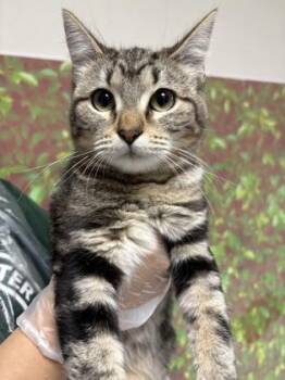 Domestic Short Hair Cats Available for Adoption in San Antonio, Texas - Markle | PetCurious