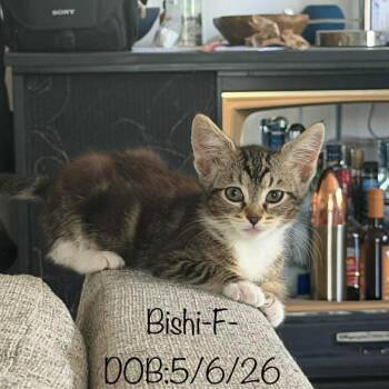 Bishi -  Domestic Short Hair Cat for Adoption in Victoria, British Columbia - Bishi | PetCurious