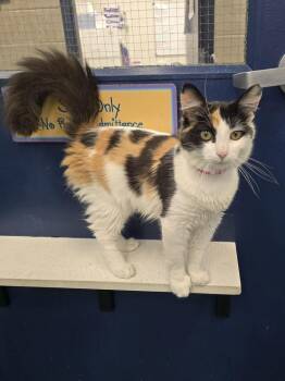 Domestic Medium Hair Cats Available for Adoption in Metamora, Illinois - Dishsoap | PetCurious