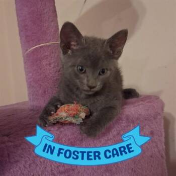 WENDY -  Domestic Short Hair Cat for Adoption in Tallahassee, Florida - WENDY | PetCurious