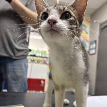 Mitzy -  Domestic Short Hair Cat for Adoption in Lufkin, Texas - Mitzy | PetCurious