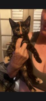 Mochi -  Calico Cat for Adoption in Hudson, New Hampshire - Mochi | PetCurious
