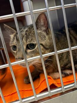 Domestic Short Hair Cats Available for Adoption in Bowling Green, Ohio - Maverick | PetCurious