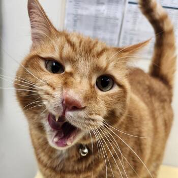 Henri -  Domestic Short Hair Cat for Adoption in Oshkosh, Wisconsin - Henri | PetCurious