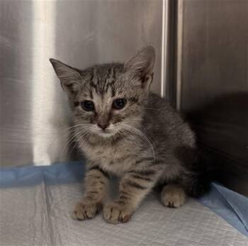 EVEE -  Domestic Short Hair Cat for Adoption in Thousand Palms, California - EVEE | PetCurious