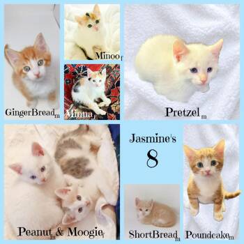 Siamese Cats Available for Adoption in Culpeper, Virginia - Peanut *kitten* | PetCurious