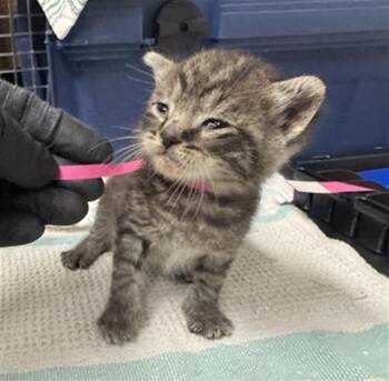 OLIVIA -  Domestic Short Hair Cat for Adoption in Camarillo, California - OLIVIA | PetCurious