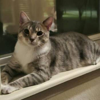 Shrapnel -  Domestic Short Hair Cat for Adoption in Norman, Oklahoma - Shrapnel | PetCurious