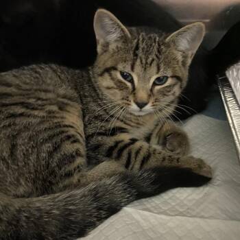 Sally -  Domestic Short Hair Cat for Adoption in Greensboro, North Carolina - Sally | PetCurious