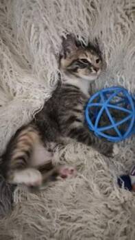 Violin -  Domestic Short Hair Cat for Adoption in Conway, South Carolina - Violin | PetCurious