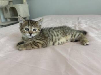 Evangeline -  Domestic Short Hair Cat for Adoption - Evangeline | PetCurious