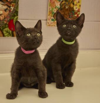 Chip and Shrea -  Domestic Short Hair Cat for Adoption in Santa Barbara, California - Chip And Shrea | PetCurious