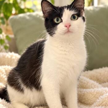 Praline C46562 -  Domestic Short Hair Cat for Adoption in Corsicana, Texas - Praline C46562 | PetCurious