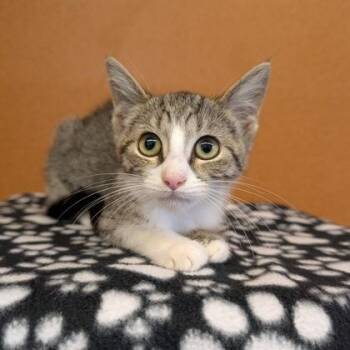 Mercedes -  Domestic Short Hair Cat for Adoption in Rochester, Minnesota - Mercedes | PetCurious