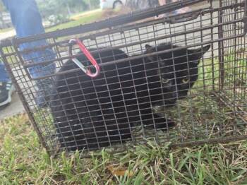 Rescue Domestic Short Hair Cats for Adoption in Houston, Texas - MICHAEL | PetCurious