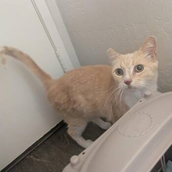 Lita -  Domestic Short Hair Cat for Adoption in Long Beach, California - Lita | PetCurious