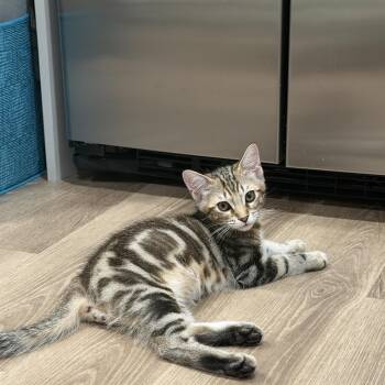Ongsooni (Bamby) -  Domestic Short Hair Cat for Adoption in Davis, California - Ongsooni (Bamby) | PetCurious