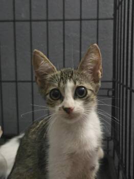 Maura -  Domestic Short Hair Cat for Adoption in Naranjito, Naranjito - Maura | PetCurious
