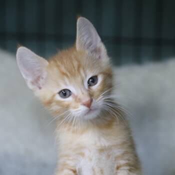 Napi -  Tabby Cat for Adoption in Cut Bank, Montana - Napi | PetCurious