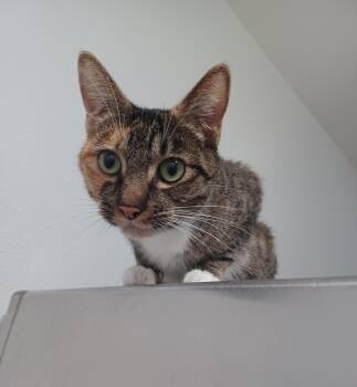 Rescue Domestic Short Hair Cats for Adoption in Bonners Ferry, Idaho - Luna | PetCurious