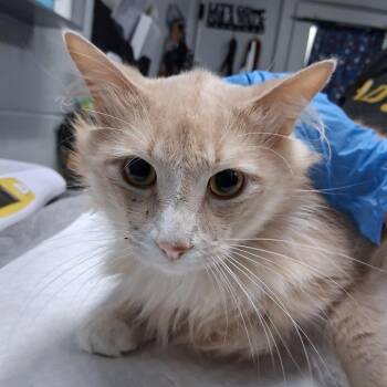 Lestat -  Domestic Medium Hair Cat for Adoption in Summerville, South Carolina - Lestat | PetCurious