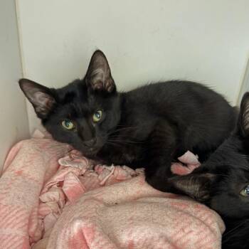 Saunter -  Domestic Short Hair Cat for Adoption in Salt Lake City, Utah - Saunter | PetCurious