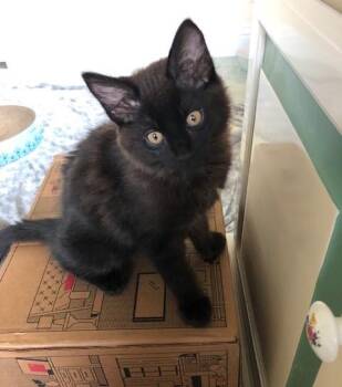 Bear Cub Two -  Domestic Medium Hair Cat for Adoption in Eagle Point, Oregon - Bear Cub Two | PetCurious