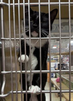 Rescue Domestic Short Hair Cats for Adoption in Herndon, Virginia - Violet | PetCurious