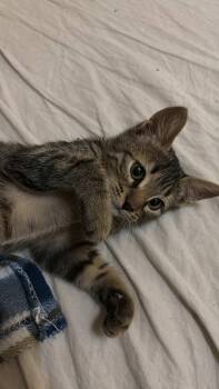 Rescue Egyptian Mau Cats for Adoption in Toronto, Ontario - Elliott  – The Brave Little Survivor | PetCurious