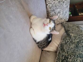 Rescue Domestic Short Hair Cats for Adoption in Palisades Park, New Jersey - Macaroni | PetCurious