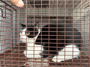 Domestic Short Hair Cats Available for Adoption - A650511 | PetCurious